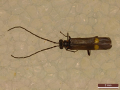 Malthodes marginatus