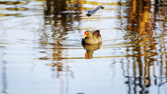 Paragallinula angulata