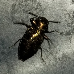 Knowltonia calida