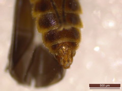Malthodes marginatus