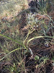 Toxicoscordion micranthum