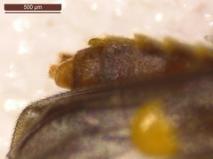 Malthodes marginatus