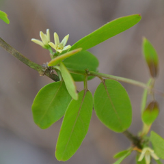 Metastelma schlechtendalii
