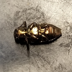 Knowltonia calida