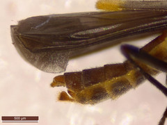 Malthodes marginatus