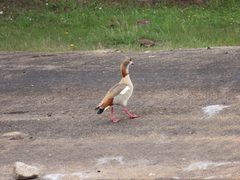 Alopochen aegyptiaca