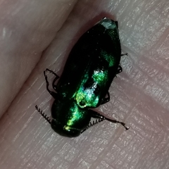 Knowltonia calida