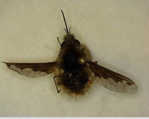 iNaturalist observation photo of Greater Bee Flies