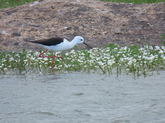 Himantopus himantopus