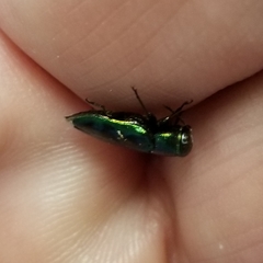 Knowltonia calida