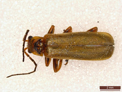 Cantharis figurata