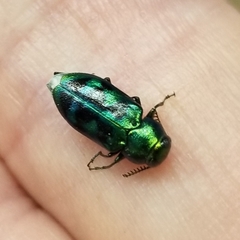 Knowltonia calida