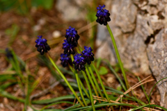 Muscari commutatum