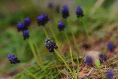 Muscari commutatum