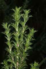 Cliffortia phillipsii