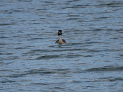 Podiceps cristatus