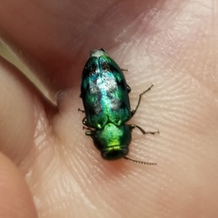 Knowltonia calida