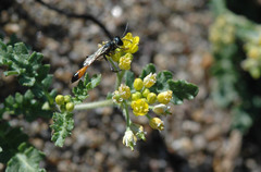 Rorippa subumbellata