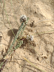 Polygala cyparissias