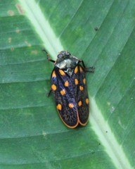 Mahanarva costaricensis