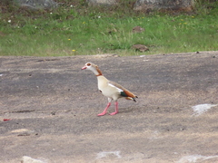 Alopochen aegyptiaca