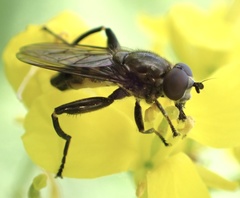 Chalcosyrphus nemorum