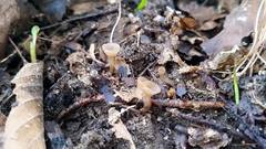 Dumontinia tuberosa