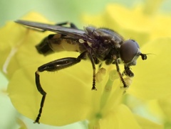 Chalcosyrphus nemorum