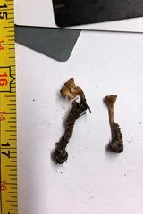 Dumontinia tuberosa