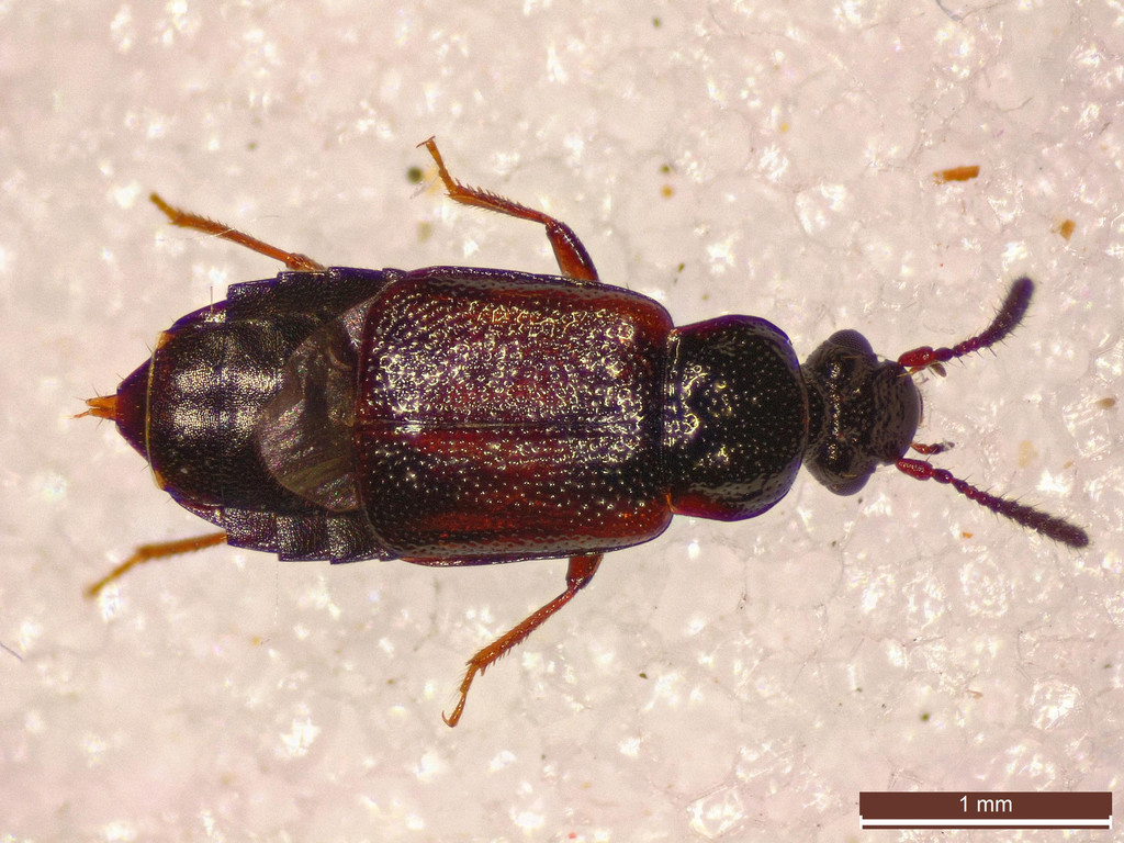 Ocillate rove beetle