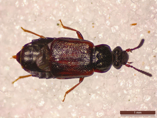 Ocillate rove beetle