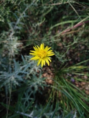 Berkheya carlinopsis magalismontana