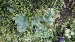 Marchantia polymorpha