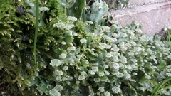 Marchantia polymorpha