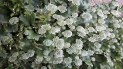 Marchantia polymorpha