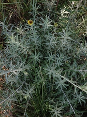 Berkheya carlinopsis magalismontana