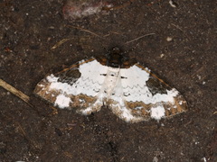 Melanthia procellata