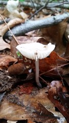 Oudemansiella limonispora