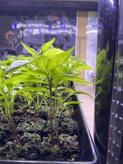 Capsicum annuum annuum