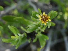 Borrichia arborescens