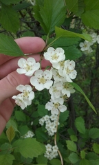 Crataegus mollis