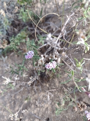 Stevia satureiifolia