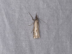 Crambus lathoniellus