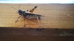 Insecta