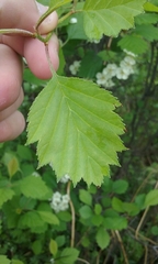 Crataegus mollis