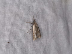 Crambus lathoniellus