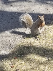 Sciurus carolinensis