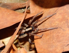 Allocosa lawrencei