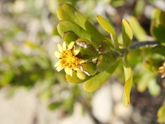 Borrichia arborescens