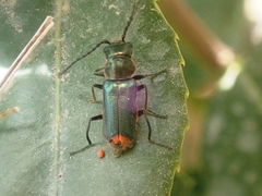 Clanoptilus abdominalis